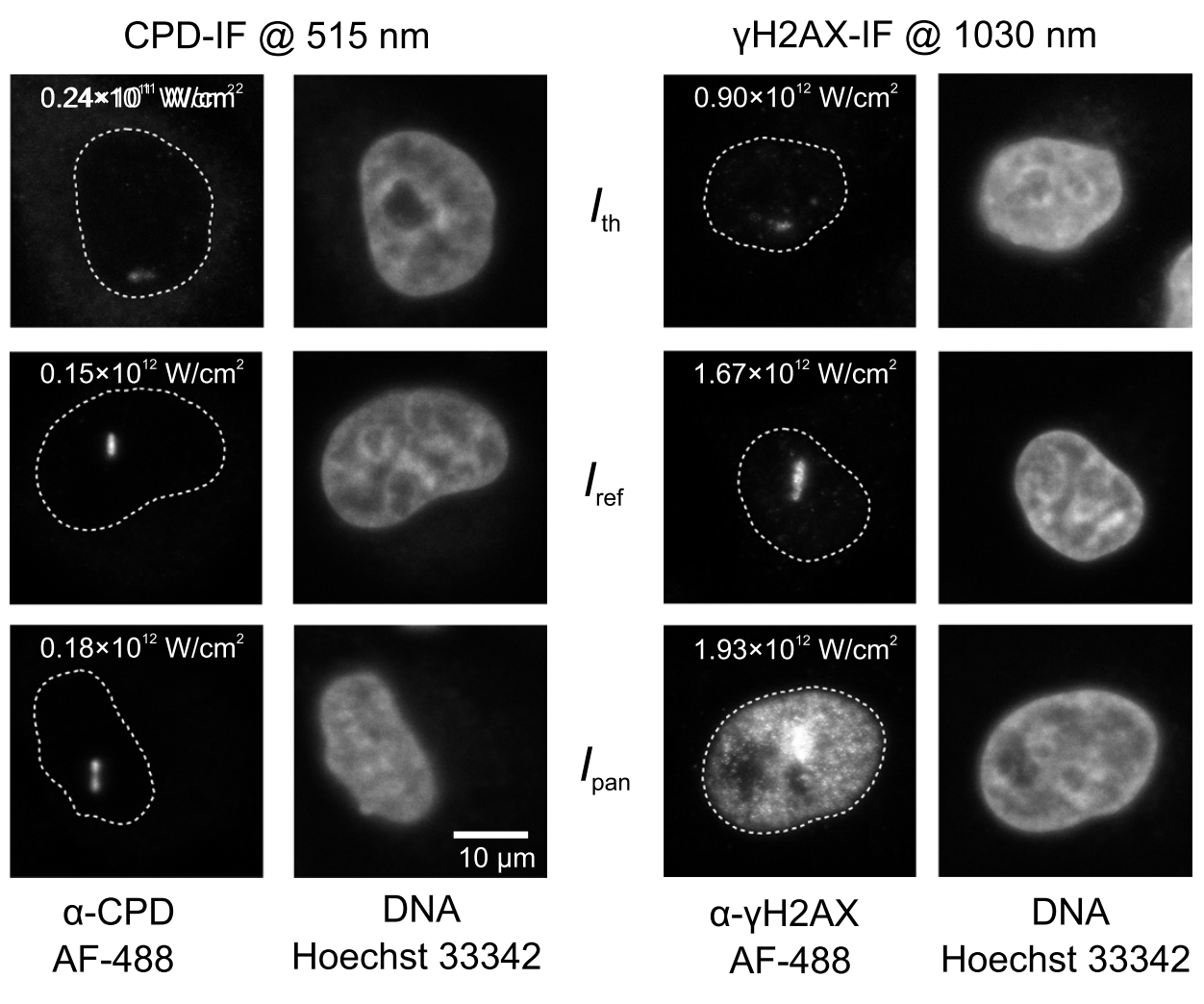 schmalz_liang2023_pnas.png